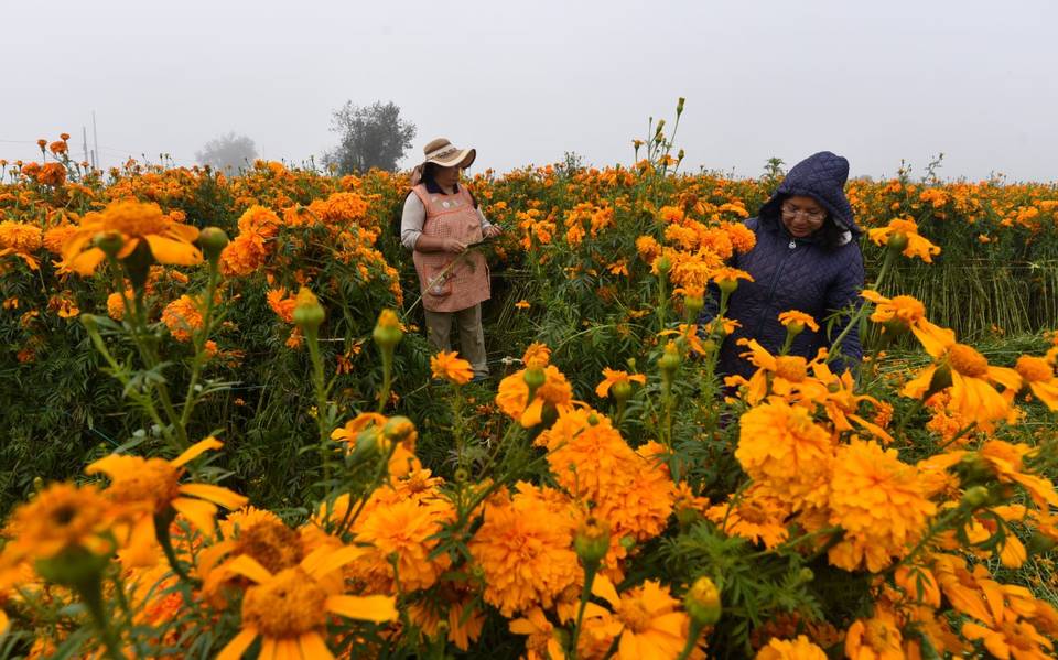 ¿Cuál es el significado de la flor de cempasúchil y qué relación tiene con  el Día de Muertos? - El Sol de Toluca | Noticias Locales, Policiacas, sobre  México, Edomex y el Mundo