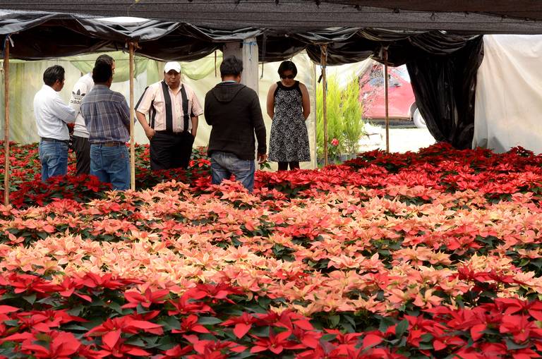 Floricultores mexiquenses listos para ventas de flores de Noche Buena - El  Sol de Toluca | Noticias Locales, Policiacas, sobre México, Edomex y el  Mundo