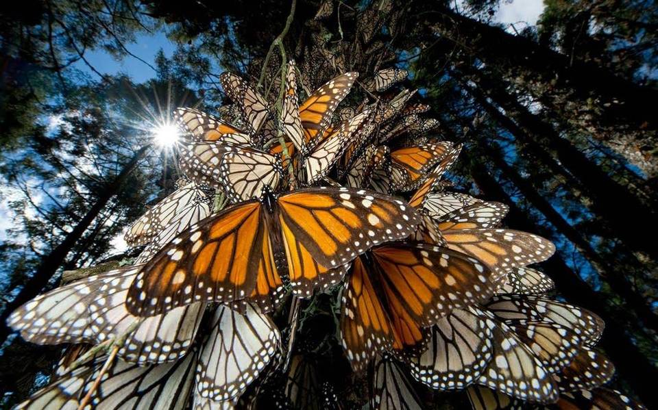 Inicia Monitoreo De La Mariposa Monarca Noticias Deportes Gossip Columnas El Sol De Mexico