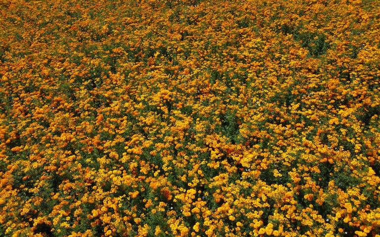 Llevaron a cabo corte de flor de temporada para venta del Día de Muertos -  El Sol de Toluca | Noticias Locales, Policiacas, sobre México, Edomex y el  Mundo