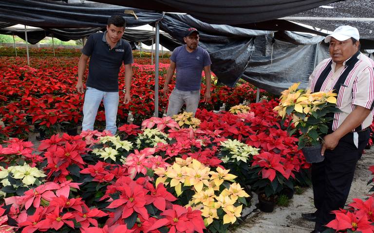 Floricultores mexiquenses listos para ventas de flores de Noche Buena - El  Sol de Toluca | Noticias Locales, Policiacas, sobre México, Edomex y el  Mundo