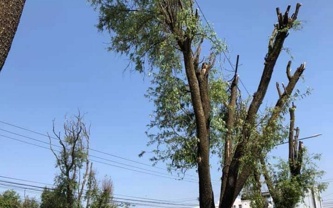 Activistas cuestionan poda de árboles en avenidas del valle de Toluca - El  Sol de Toluca | Noticias Locales, Policiacas, sobre México, Edomex y el  Mundo