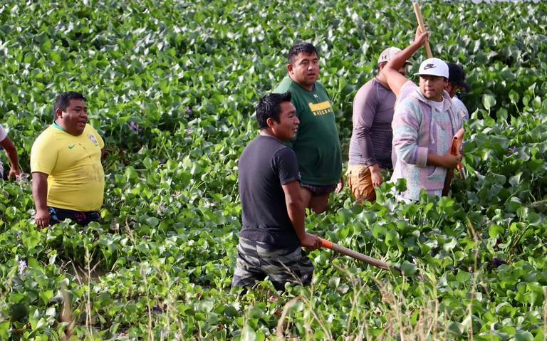 Continúan retirando lirio acuático en la presa de Valle de Bravo - El Sol  de Toluca | Noticias Locales, Policiacas, sobre México, Edomex y el Mundo