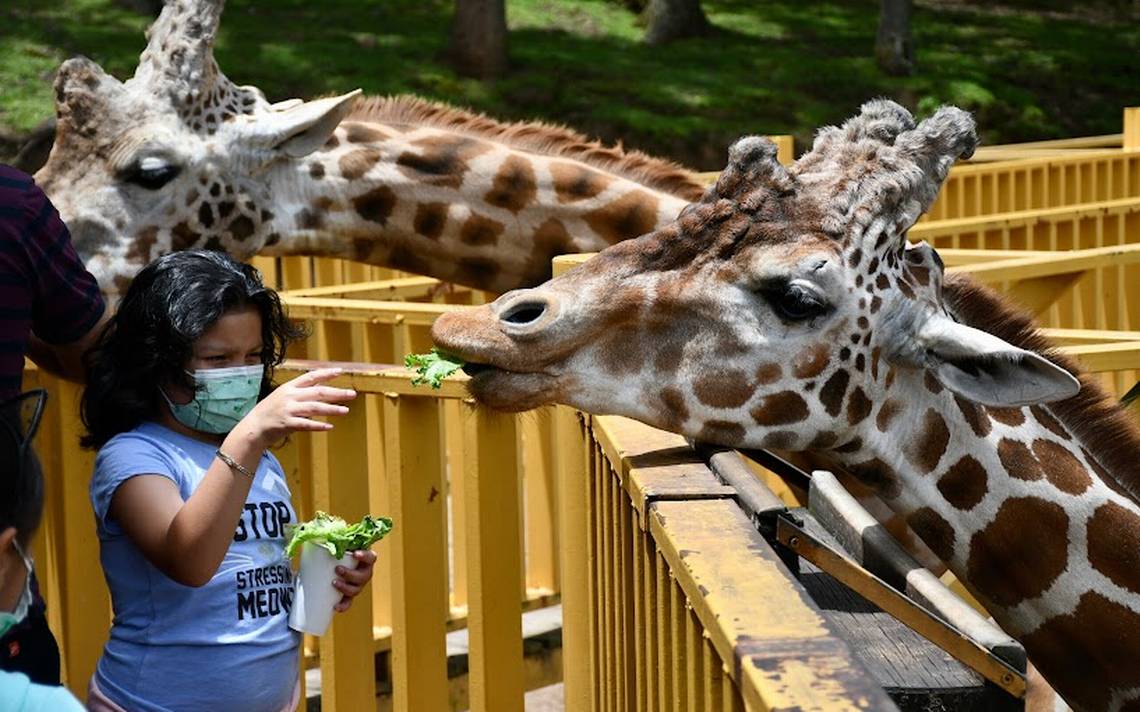 Bioparque Estrella: Gran atracción temática - El Sol de Toluca | Noticias  Locales, Policiacas, sobre México, Edomex y el Mundo