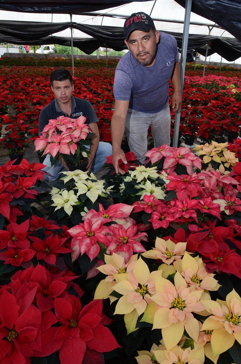 Floricultores mexiquenses listos para ventas de flores de Noche Buena - El  Sol de Toluca | Noticias Locales, Policiacas, sobre México, Edomex y el  Mundo