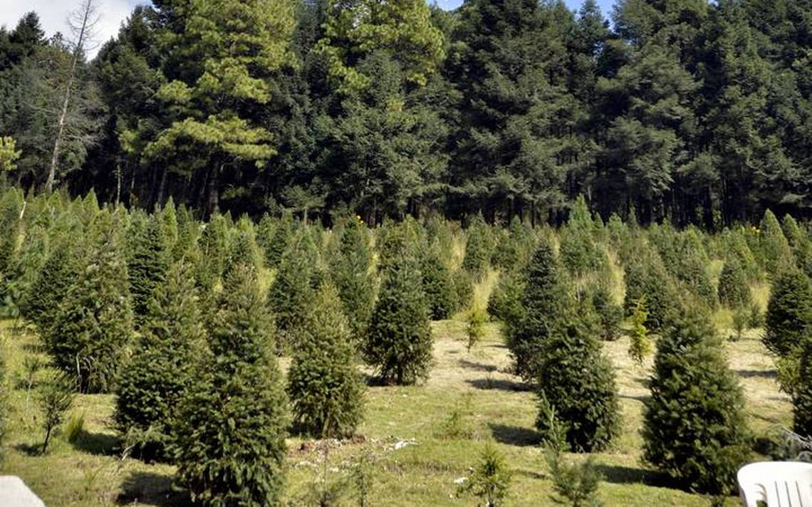 Details 100 probosque árboles de navidad