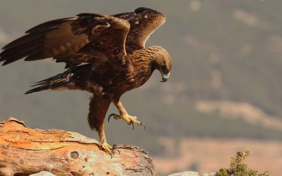 Crearán Santuario para animales en peligro de extinción en Valle de Chalco  - El Sol de Toluca | Noticias Locales, Policiacas, sobre México, Edomex y  el Mundo