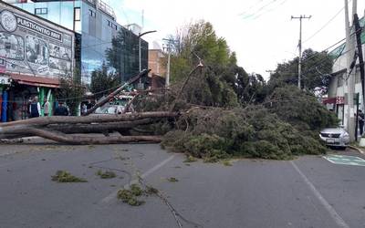 Saldo de 166 árboles caídos por rachas de viento en el Edomex: PC estatal -  El Sol de Toluca | Noticias Locales, Policiacas, sobre México, Edomex y el  Mundo
