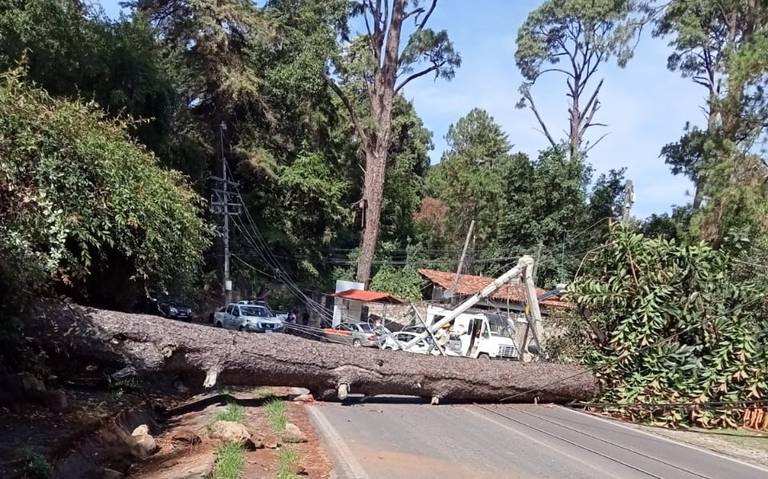 Lluvias ocasionan la caida de varios árboles en Valle de Bravo - El Sol de  Toluca | Noticias Locales, Policiacas, sobre México, Edomex y el Mundo