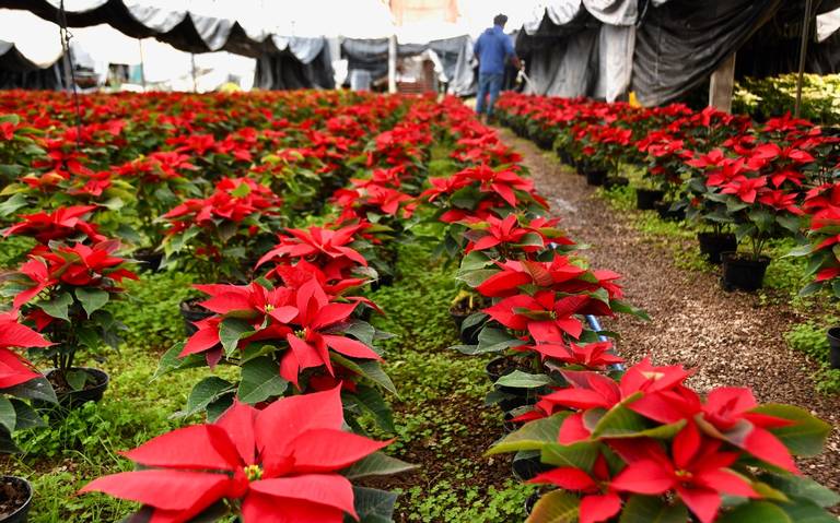 Conoce cómo cuidar una Nochebuena para que llegue perfecta a Navidad - El  Sol de Toluca | Noticias Locales, Policiacas, sobre México, Edomex y el  Mundo