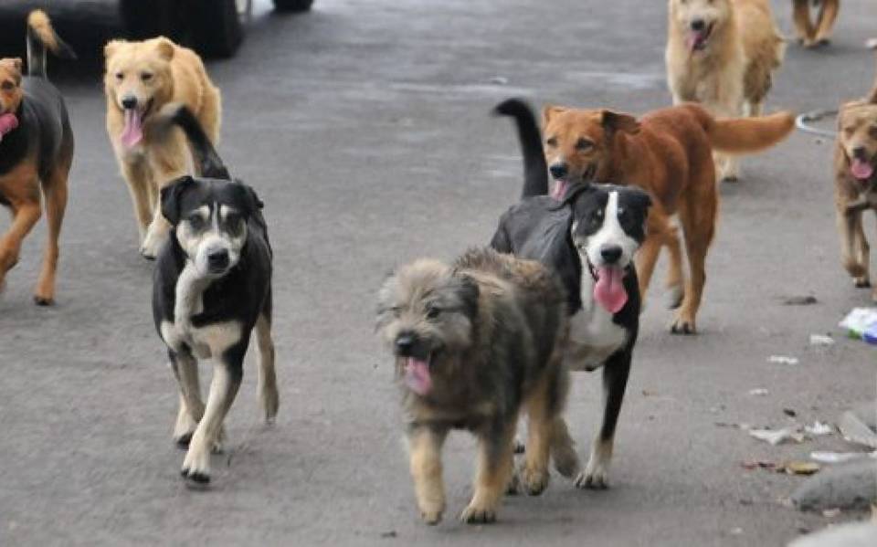 Crece población de perros callejeros en el país - El Sol de Toluca |  Noticias Locales, Policiacas, sobre México, Edomex y el Mundo