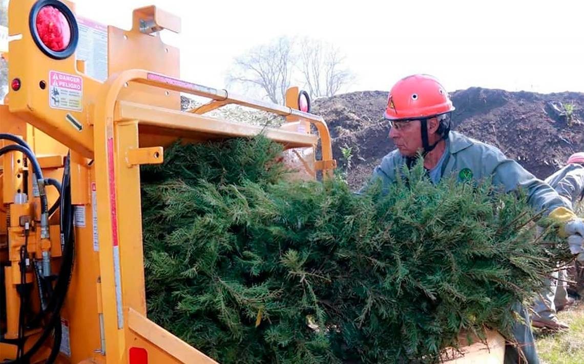 Dónde puedes reciclar tu árbol de Navidad? - El Sol de Toluca | Noticias  Locales, Policiacas, sobre México, Edomex y el Mundo