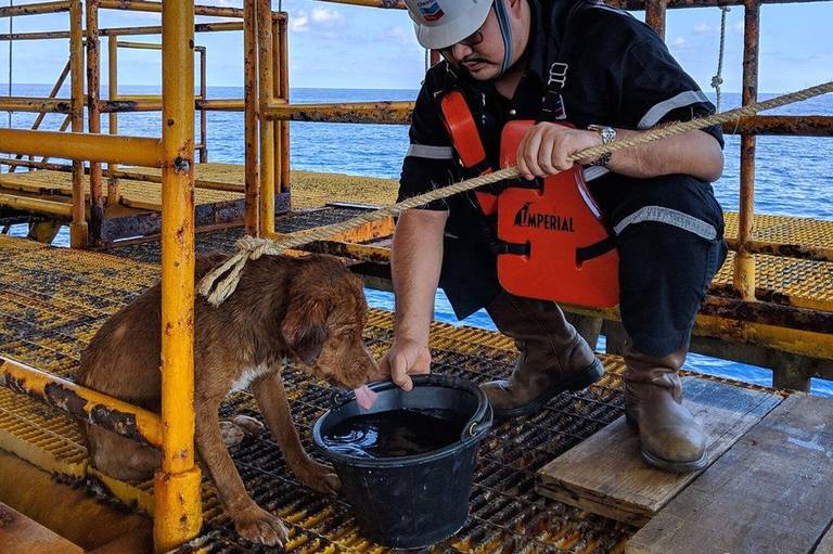 Lomito náufrago! Rescatan a perro que nadaba a 220 km de costa mar ...