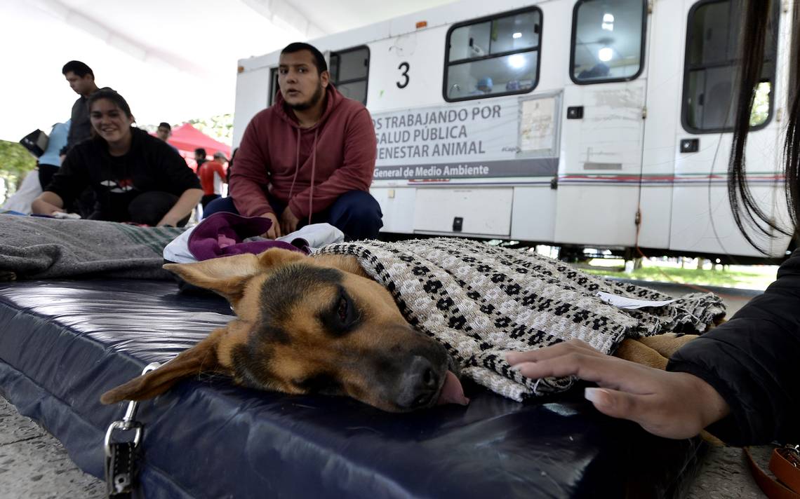 Promueven tenencia responsable de perros en Toluca - El Sol de Toluca |  Noticias Locales, Policiacas, sobre México, Edomex y el Mundo