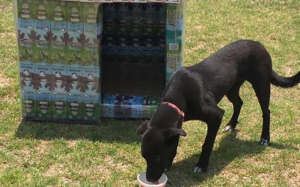 Con reciclaje de botes de leche, tres mujeres buscan dar refugio a perritos  callejeros - El Sol de Toluca | Noticias Locales, Policiacas, sobre México,  Edomex y el Mundo