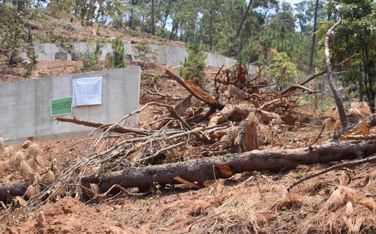 Permisos para derribo de árboles en Valle de Bravo fueron otorgados por la  pasada administración municipal - El Sol de Toluca | Noticias Locales,  Policiacas, sobre México, Edomex y el Mundo