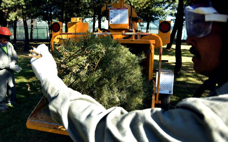 Por cada árbol de navidad reciclado, se obtienen 10: Probosque - El Sol de  Toluca | Noticias Locales, Policiacas, sobre México, Edomex y el Mundo