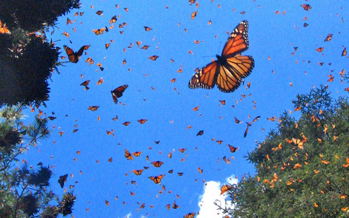 Перелетная бабочка Монарх