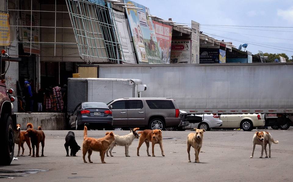 Buscan reducir sobrepoblación de perros en la central de abastos de Toluca  - El Sol de Toluca | Noticias Locales, Policiacas, sobre México, Edomex y  el Mundo