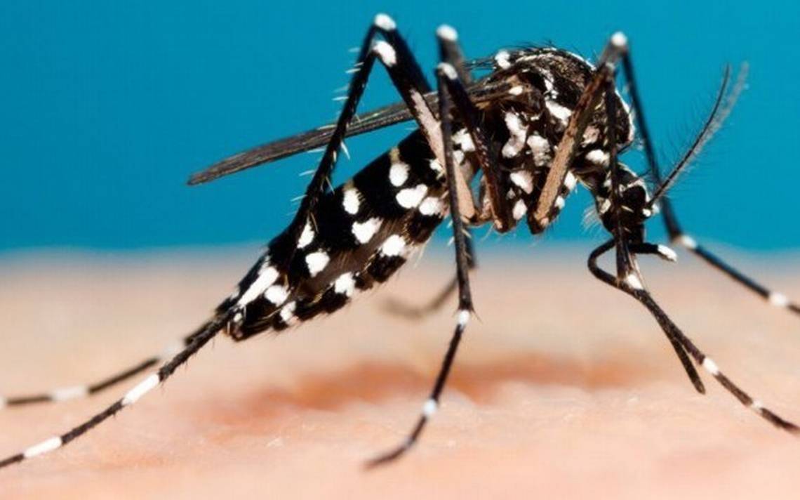 Mosquitos Transmisores De Dengue C Mo Identificarlos El Sol De Toluca Noticias Locales
