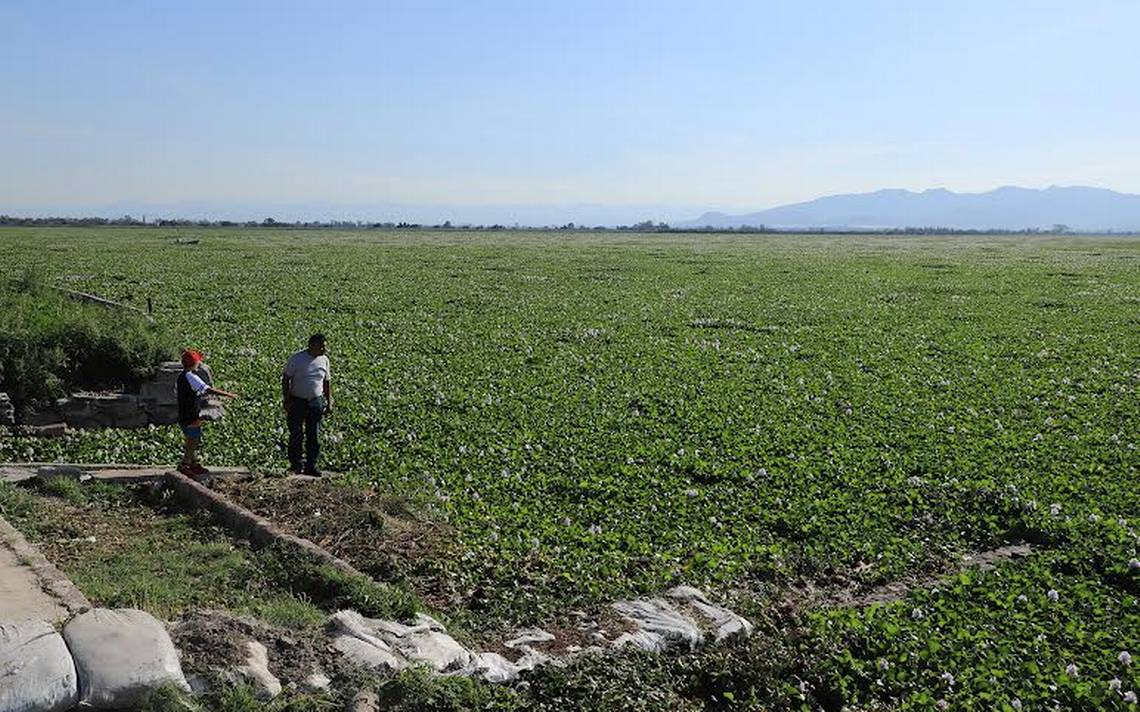 Lirio acuático casi cubre por completo la Laguna de Zumpango - El Sol de  Toluca | Noticias Locales, Policiacas, sobre México, Edomex y el Mundo