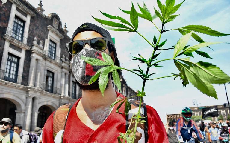 Abrazos, música y humo, así fue la segunda rodada cannabica en Toluca - El  Sol de Toluca | Noticias Locales, Policiacas, sobre México, Edomex y el  Mundo