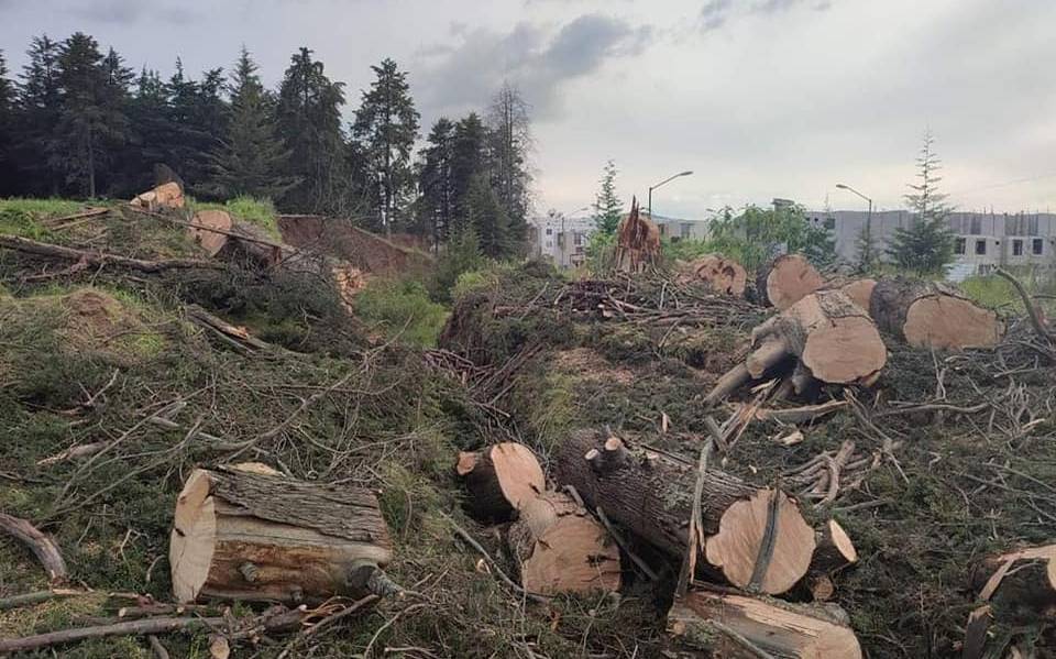 Desarrollo “Bosques del Nevado” tenía permisos para talar árboles en  Zinacantepec - El Sol de Toluca | Noticias Locales, Policiacas, sobre  México, Edomex y el Mundo