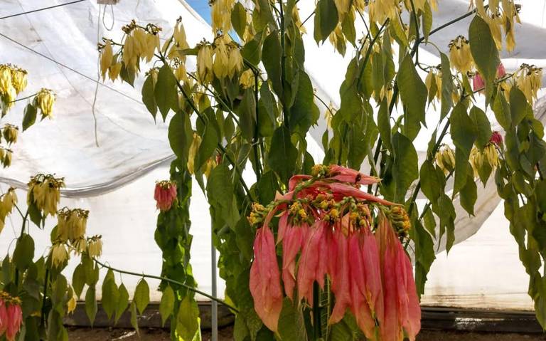 Heladas afectan producción de nochebuena y nopal - El Sol de Toluca |  Noticias Locales, Policiacas, sobre México, Edomex y el Mundo