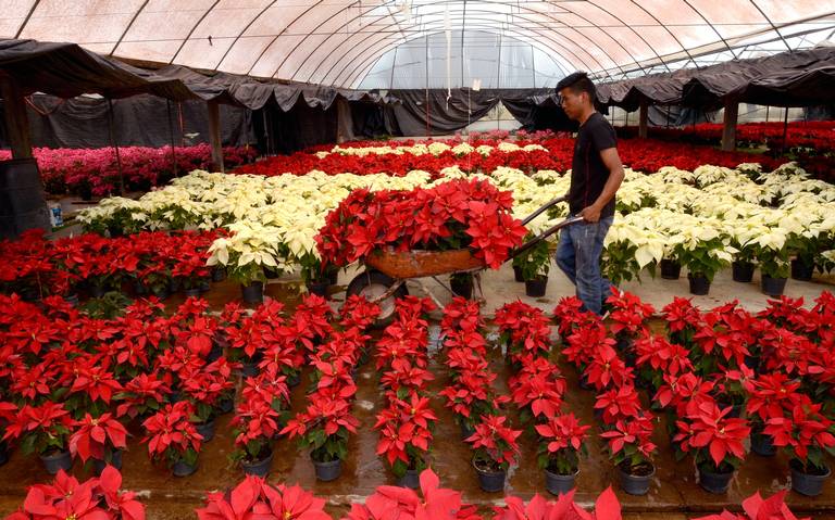 Flor de Nochebuena símbolo de las festividades decembrinas - El Sol de  Toluca | Noticias Locales, Policiacas, sobre México, Edomex y el Mundo