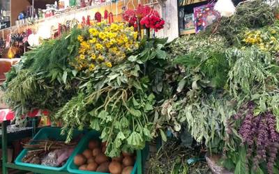 Cancerina Para Que Sirve Y Como Se Prepara Aumenta Demanda De Plantas Medicinales En Toluca El Sol De Toluca